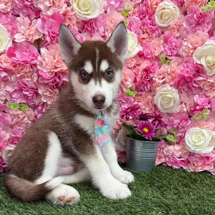 Male Siberian Husky Puppy for Sale in Braintree, MA