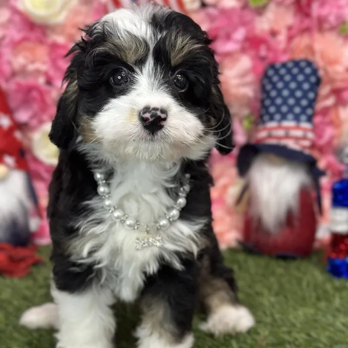 Female Mini Bernedoodle 2nd Gen Puppy for Sale in Saugus, MA