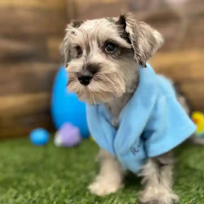 Male Miniature Schnauzer Puppy for Sale in Braintree, MA