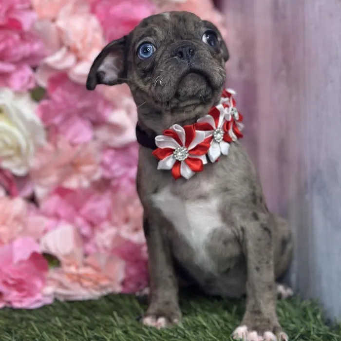 Female Bugg Puppy for Sale in Saugus, MA