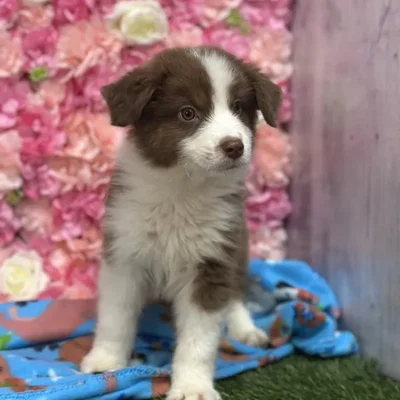 Male Miniature Australian Shepherd Puppy for Sale in Saugus, MA