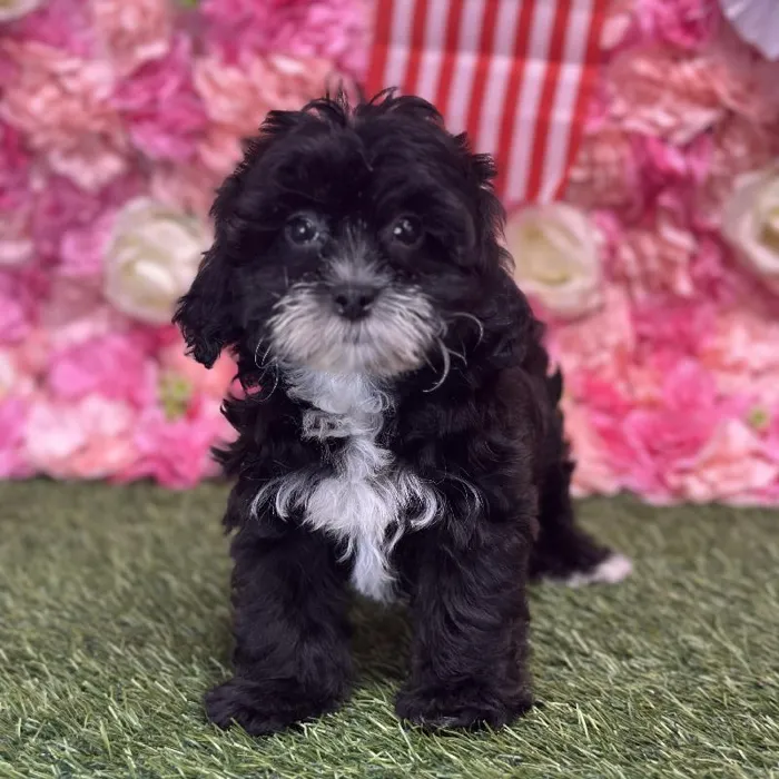 Female Lhasa-Poo Puppy for Sale in Saugus, MA