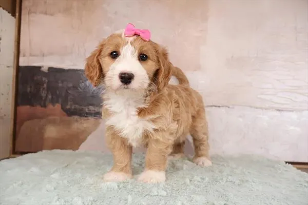 Female Mini Goldendoodle 2Nd Gen puppy named Teddy for sale at Pet Express Braintree.