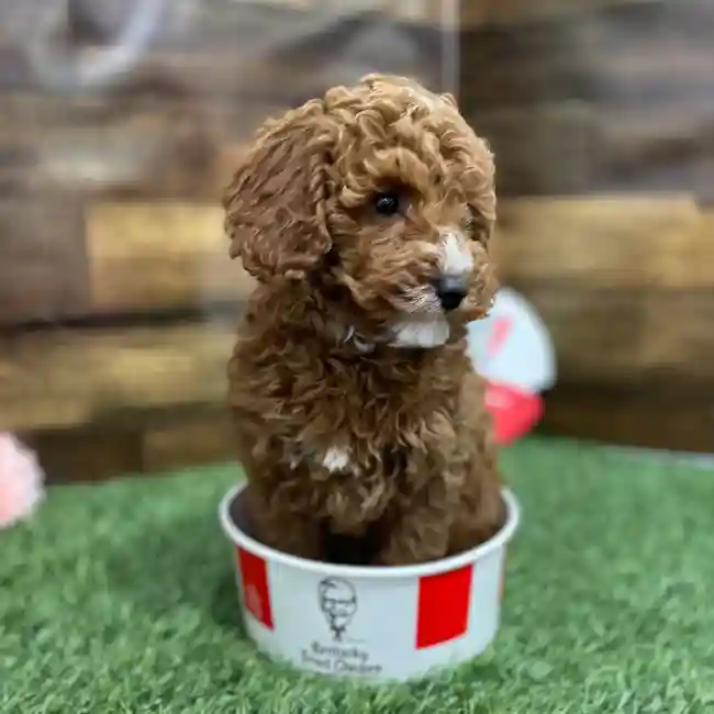 Male Poodle Moyen (Medium) Puppy for Sale in Braintree, MA
