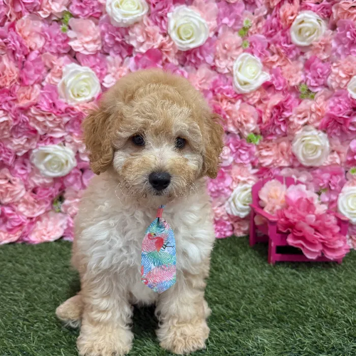 Male Mini Goldendoodle F1BB Puppy for Sale in Braintree, MA