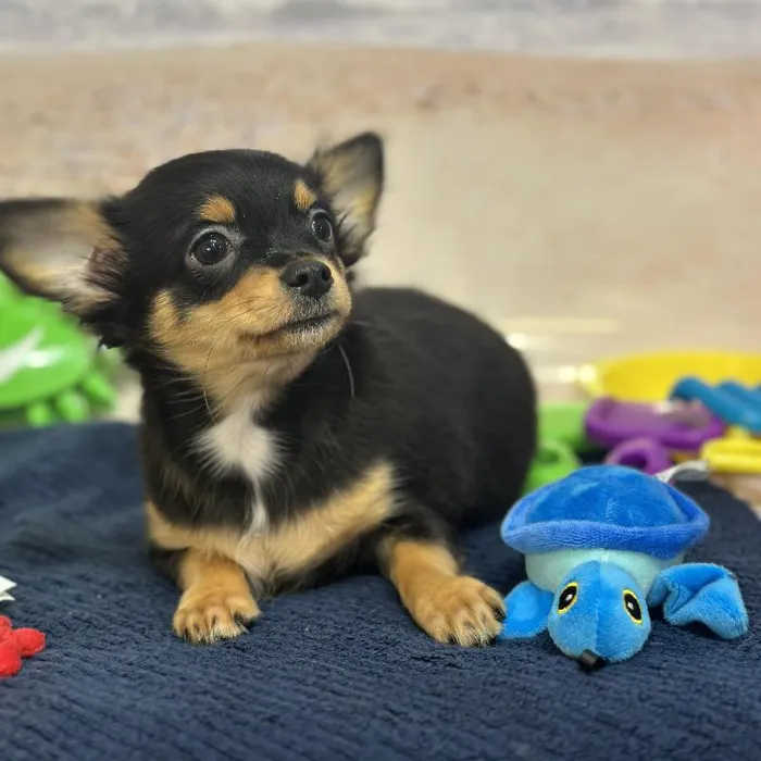 Male Chihuahua Puppy for Sale in Saugus, MA