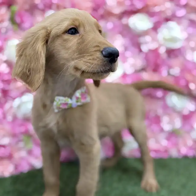 Male Golden Retriever Puppy for Sale in Braintree, MA