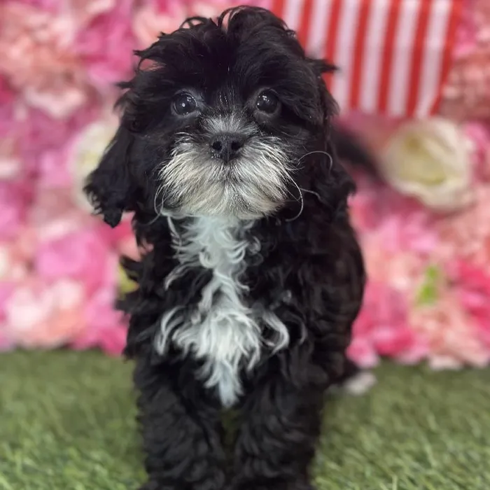 Female Lhasa-Poo Puppy for Sale in Saugus, MA