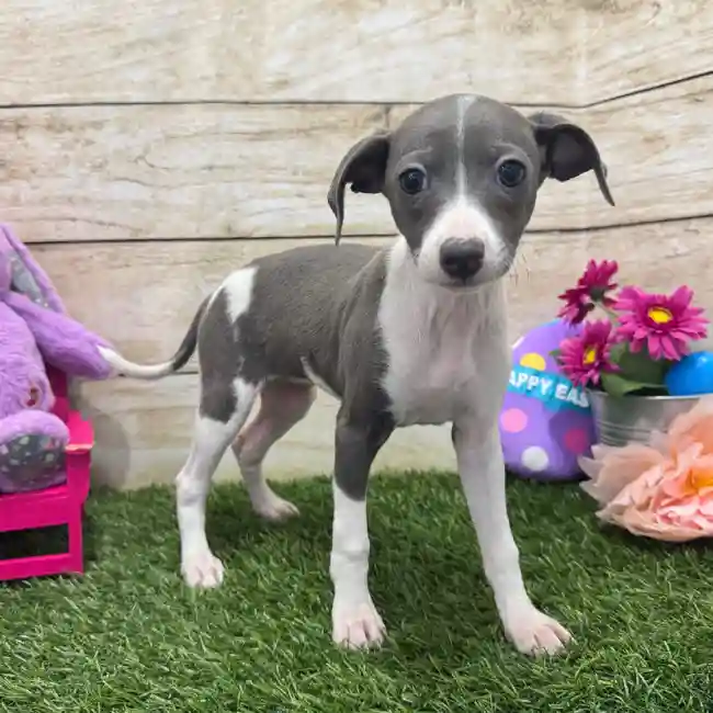 Female Italian Greyhound Puppy for Sale in Braintree, MA