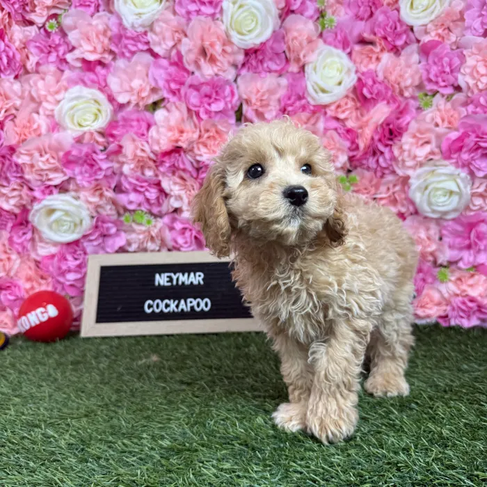 Male Cockapoo 2Nd Gen puppy named Neymar for sale at Pet Express Braintree.