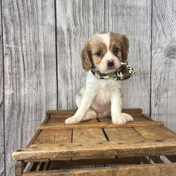 Female Cavapoo puppy named Munchkin for sale at Pet Express Braintree.
