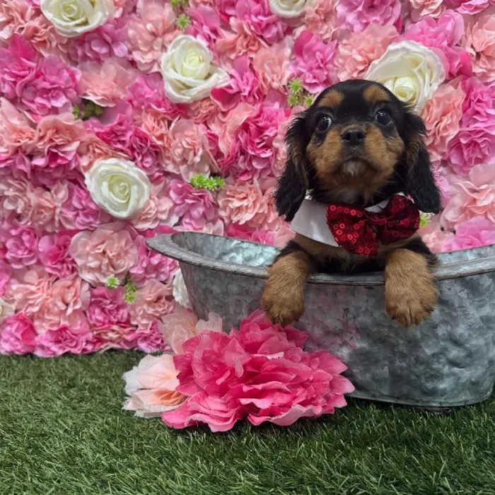 Male Cavalier King Charles Spaniel Puppy for Sale in Saugus, MA