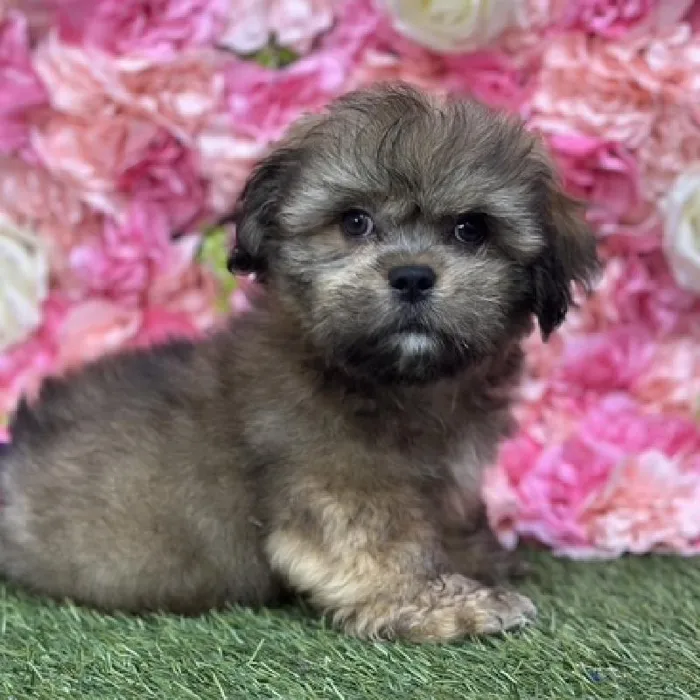 Male Lhasa Apso Puppy for Sale in Saugus, MA