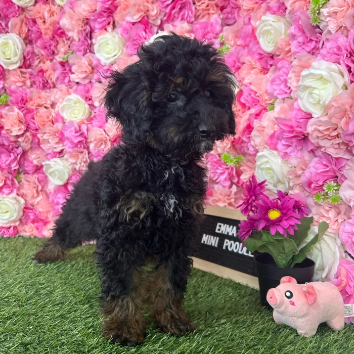 Female Poodle (Mini) puppy named Emma for sale at Pet Express Braintree.