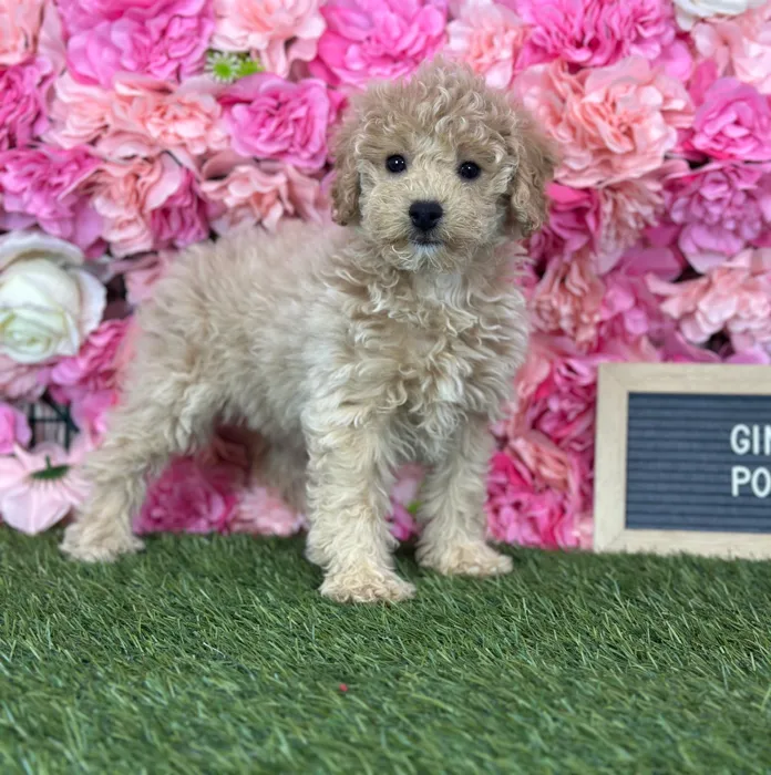 Female Poodle (Mini) puppy named Ginger for sale at Pet Express Saugus.
