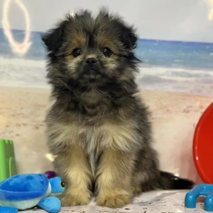 Male Shiranian Puppy for Sale in Saugus, MA