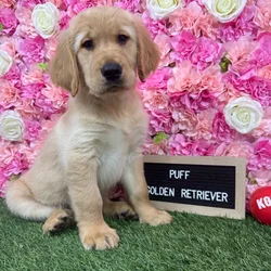 Male Golden Retriever puppy named Puff for sale at Pet Express Braintree.