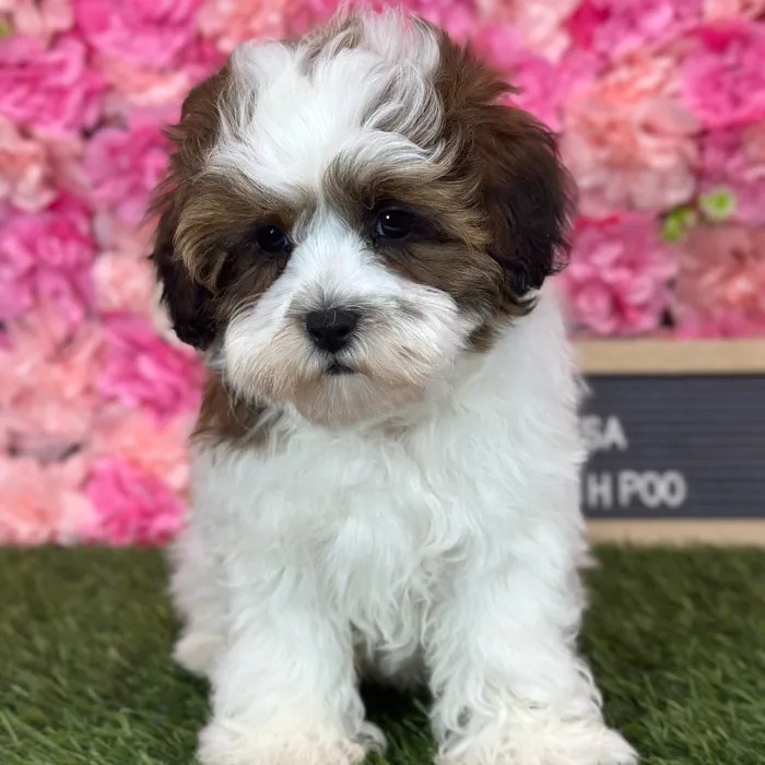 Female Shih-Poo puppy named Osa for sale at Pet Express Saugus.