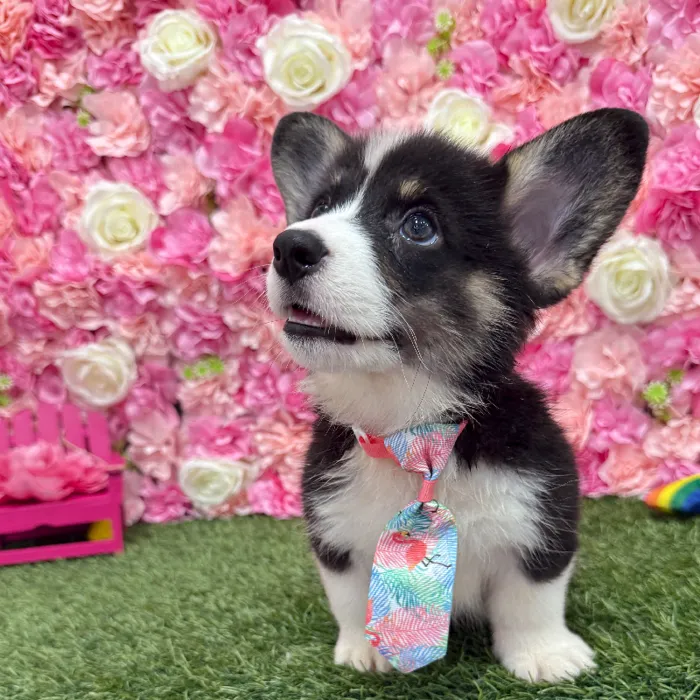 Male Pembroke Welsh Corgi Puppy for Sale in Braintree, MA