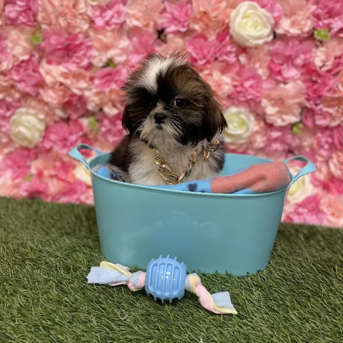 Male Shih Tzu Puppy for Sale in Saugus, MA