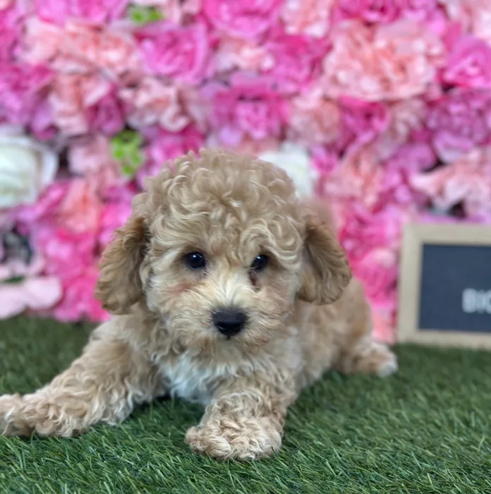 Male Bichon-Poodle puppy named Kiwi for sale at Pet Express Saugus.