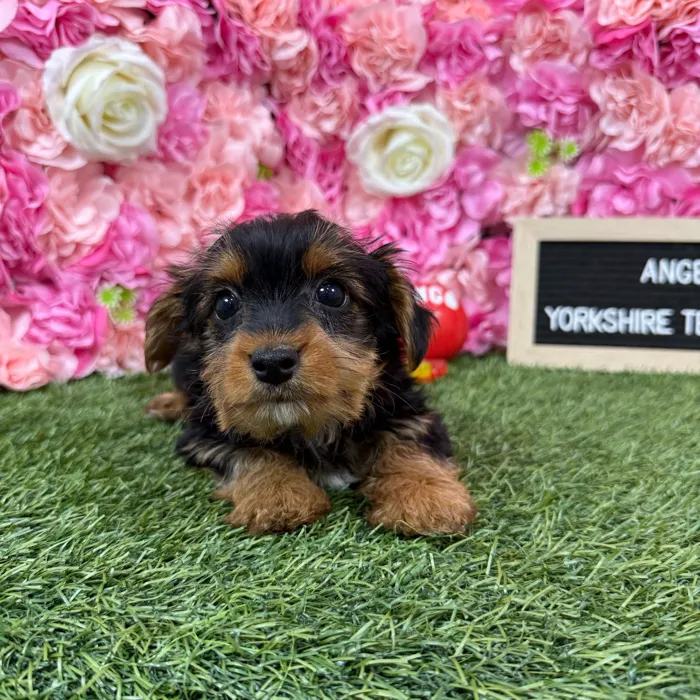Female Yorkshire Terrier puppy named Angel for sale at Pet Express Braintree.