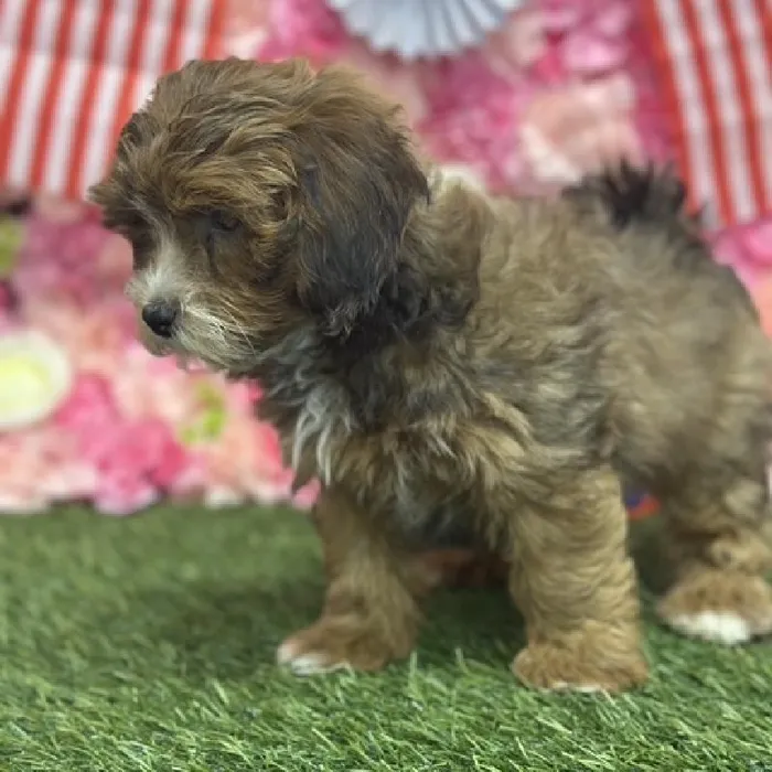 Female Lhasa-Poo Puppy for Sale in Saugus, MA