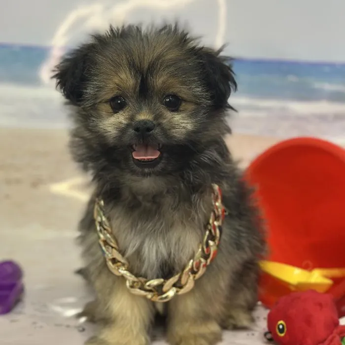Male Shiranian Puppy for Sale in Saugus, MA