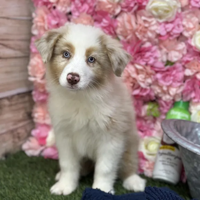 Female Miniature Australian Shepherd Puppy for Sale in Saugus, MA