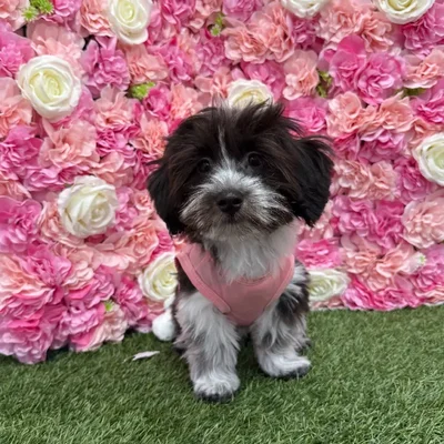 Female Havanese Puppy for Sale in Saugus, MA
