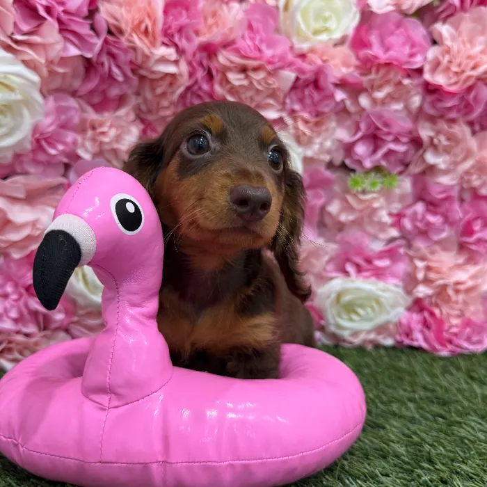 Male Dachshund Puppy for Sale in Braintree, MA