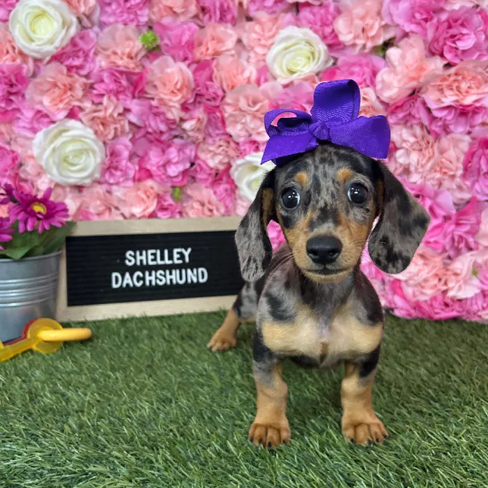 Female Dachshund puppy named Shelley for sale at Pet Express Braintree.