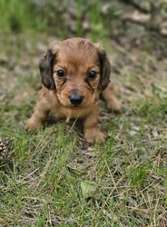 car_main_img_/media/ap_media/pets/EZCHCNFNBUOK188784.webp.250x250_q85.webp
