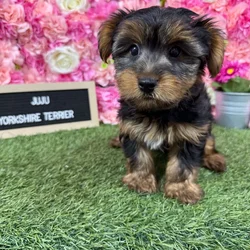 Male Yorkshire Terrier puppy named Juju for sale at Pet Express Braintree.