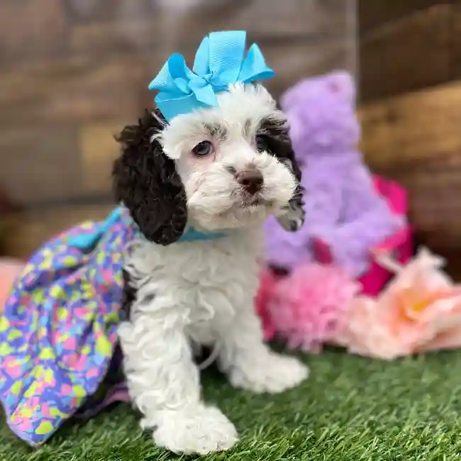 Female Cockapoo Puppy for Sale in Braintree, MA