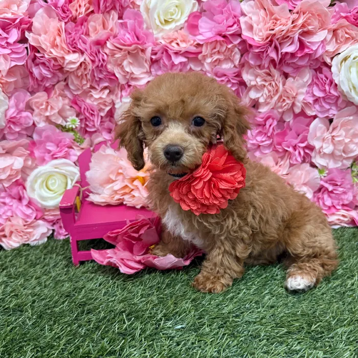 Female Poodle Toy Puppy for Sale in Braintree, MA