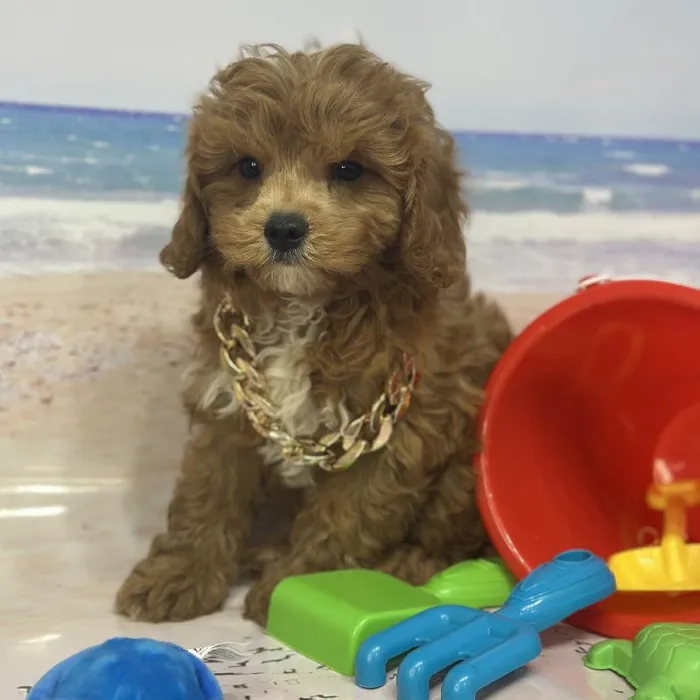 Male Cavapoo Puppy for Sale in Saugus, MA