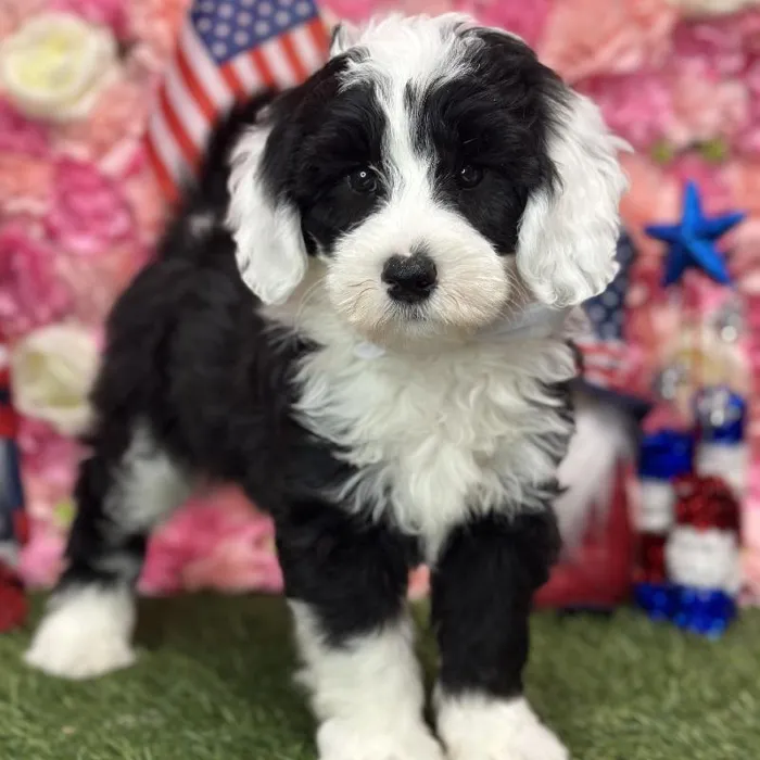 Male Mini Sheepadoodle Puppy for Sale in Saugus, MA