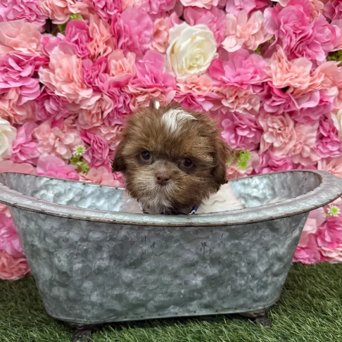 Male Shih Tzu Puppy for Sale in Braintree, MA