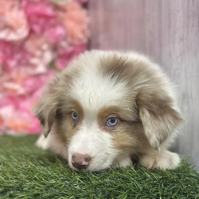 Male Miniature Australian Shepherd Puppy for Sale in Saugus, MA
