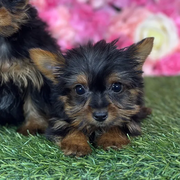 Male Yorkshire Terrier puppy named Mistah for sale at Pet Express Saugus.