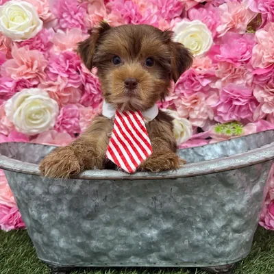 Male Yorkshire Terrier Puppy for Sale in Braintree, MA
