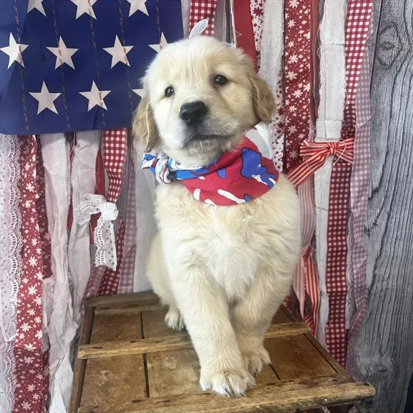 Male Golden Retriever puppy named Dorito for sale at Pet Express Braintree.