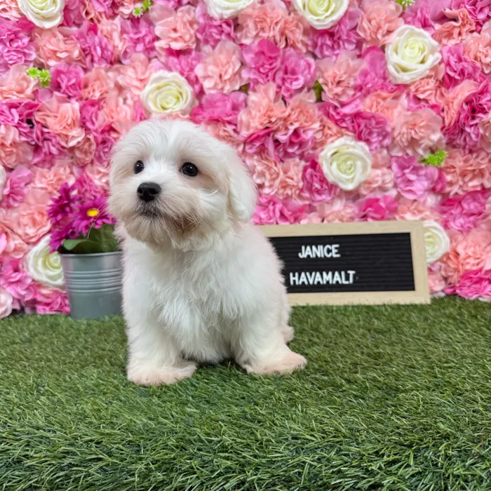 Female Havamalt puppy named Janice for sale at Pet Express Braintree.