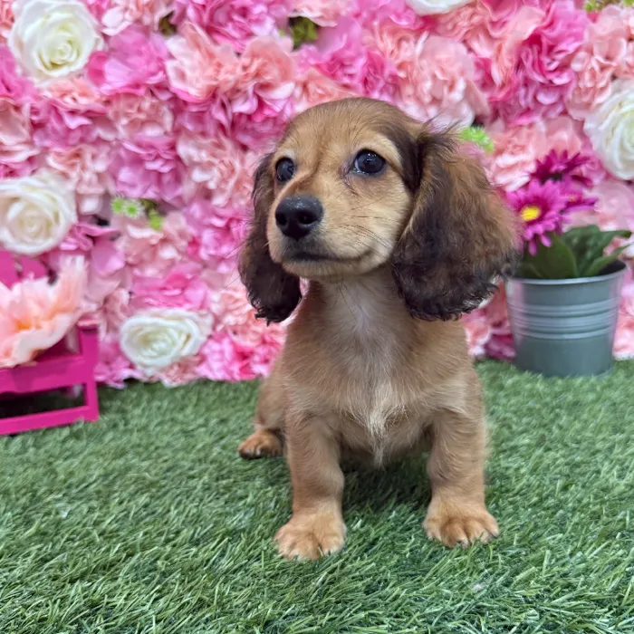 Male Dachshund Puppy for Sale in Braintree, MA