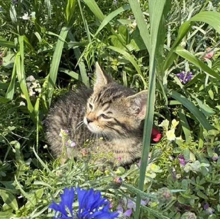 Male Domestic Short Hair kitten named Felix for sale at Pet Express Saugus.