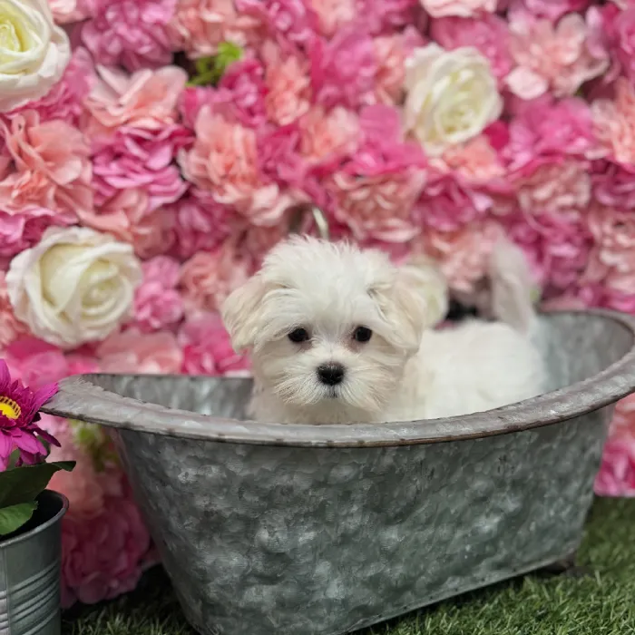 Female Maltese Puppy for Sale in Braintree, MA