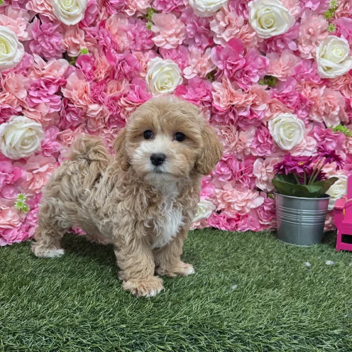 Male Malti-Poo Puppy for Sale in Braintree, MA