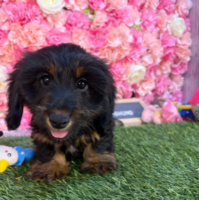 Female Dachshund puppy named Kit for sale at Pet Express Saugus.