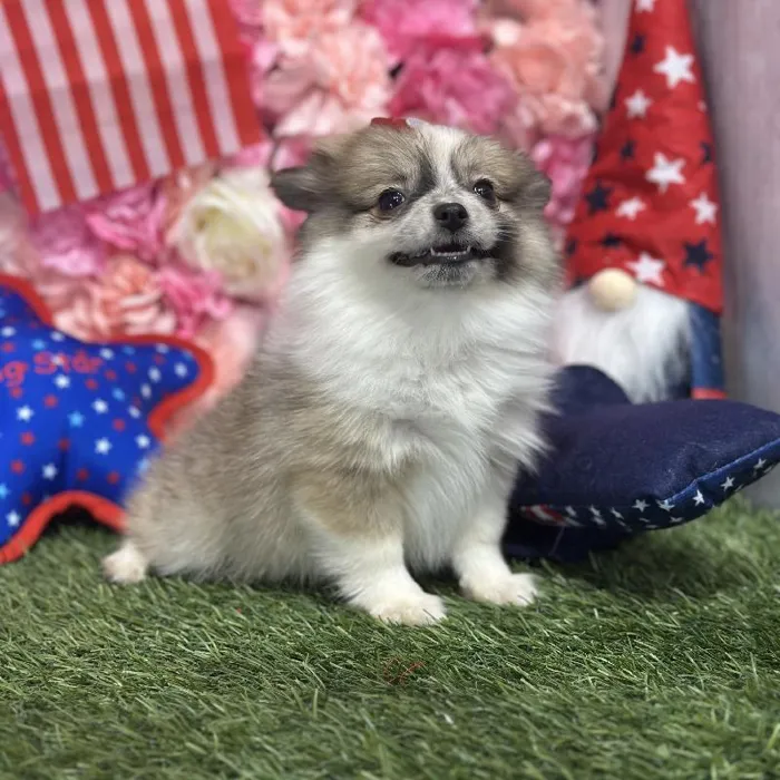 Female Pomimo Puppy for Sale in Saugus, MA